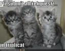 lolcats-funny-pictures-requests-in-triplicat.jpg